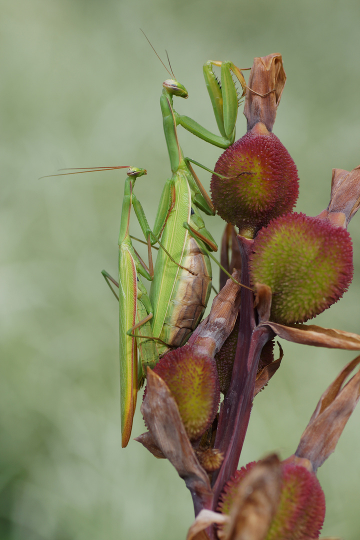 Mantis religiosa