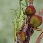 Mantis religiosa