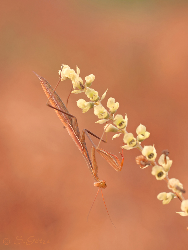 Mantis religiosa