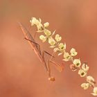 Mantis religiosa