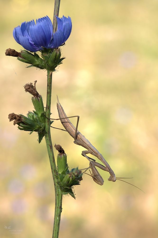 Mantis religiosa