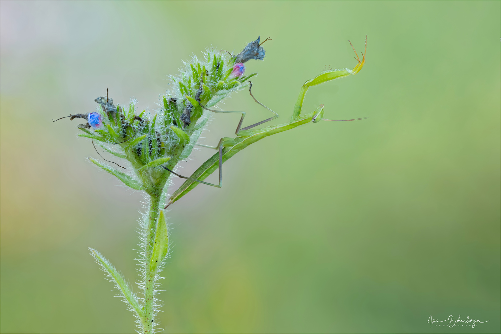 Mantis religiosa