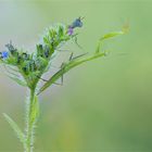 Mantis religiosa