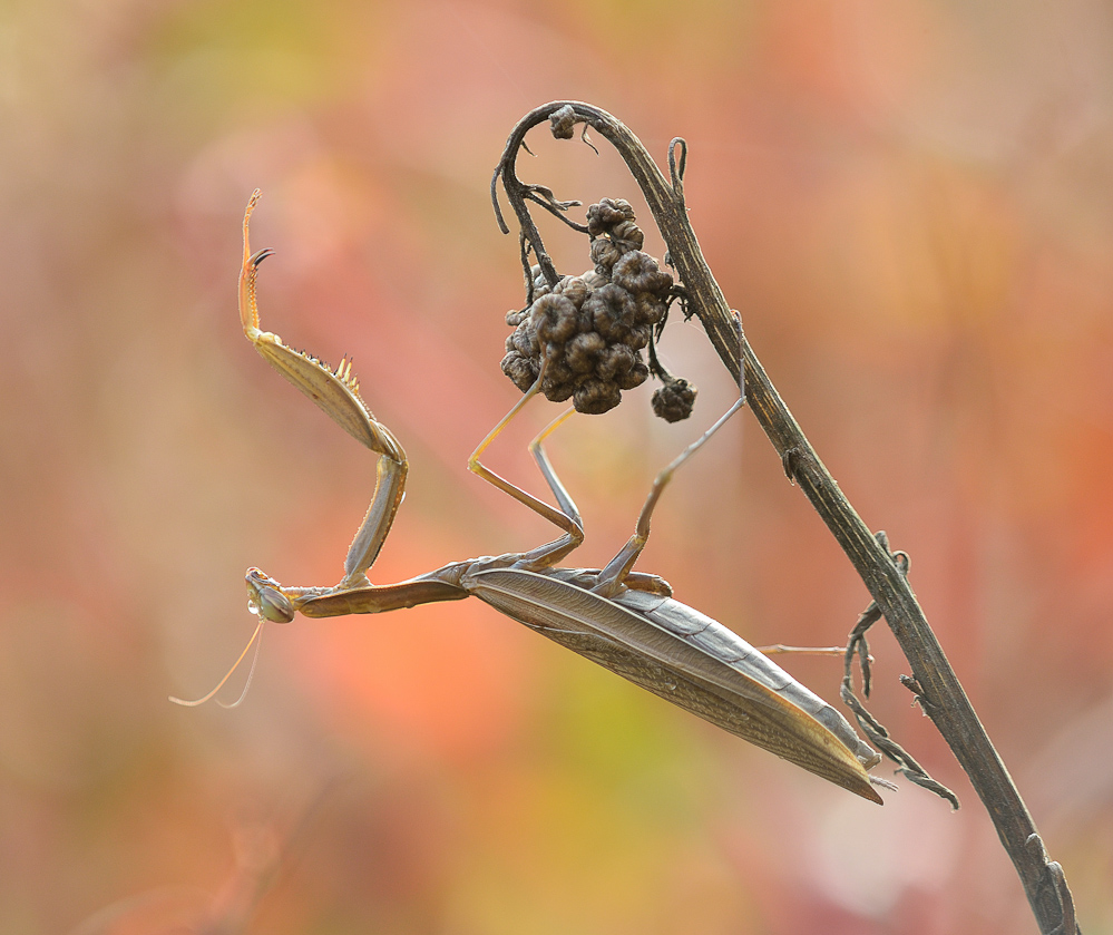 Mantis religiosa