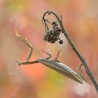 Mantis religiosa