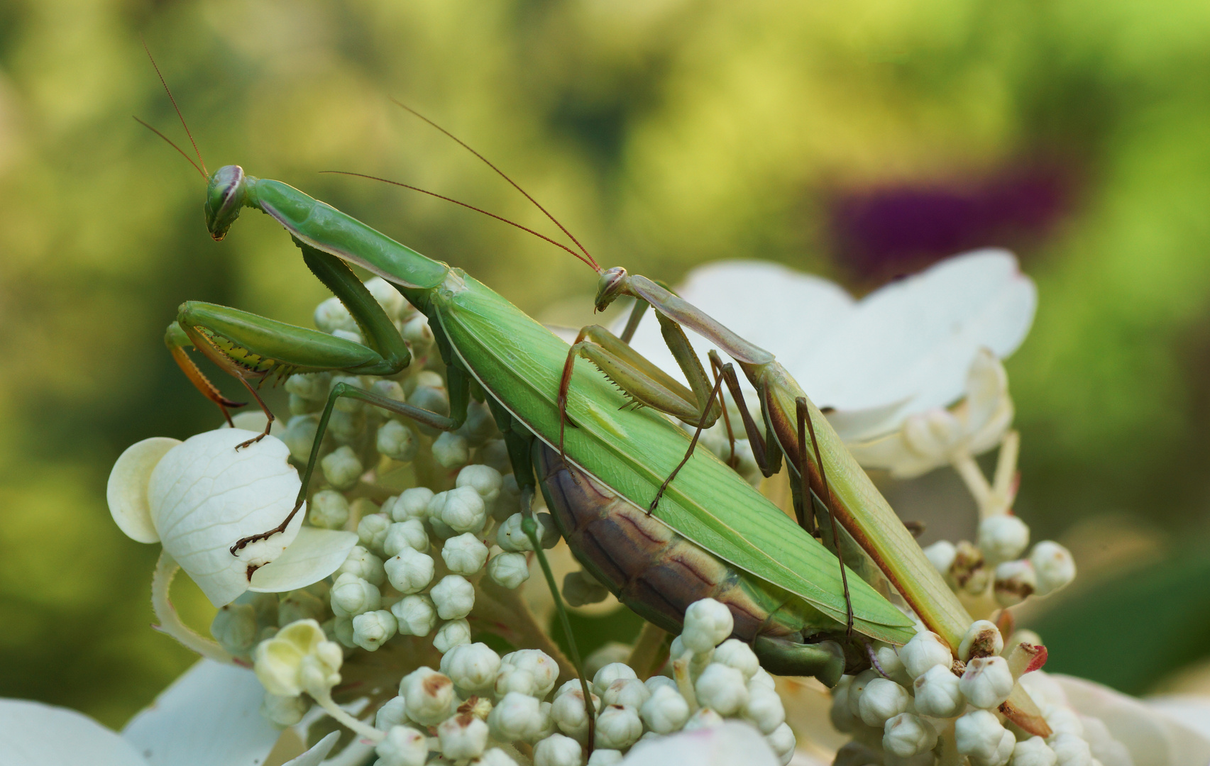 Mantis religiosa