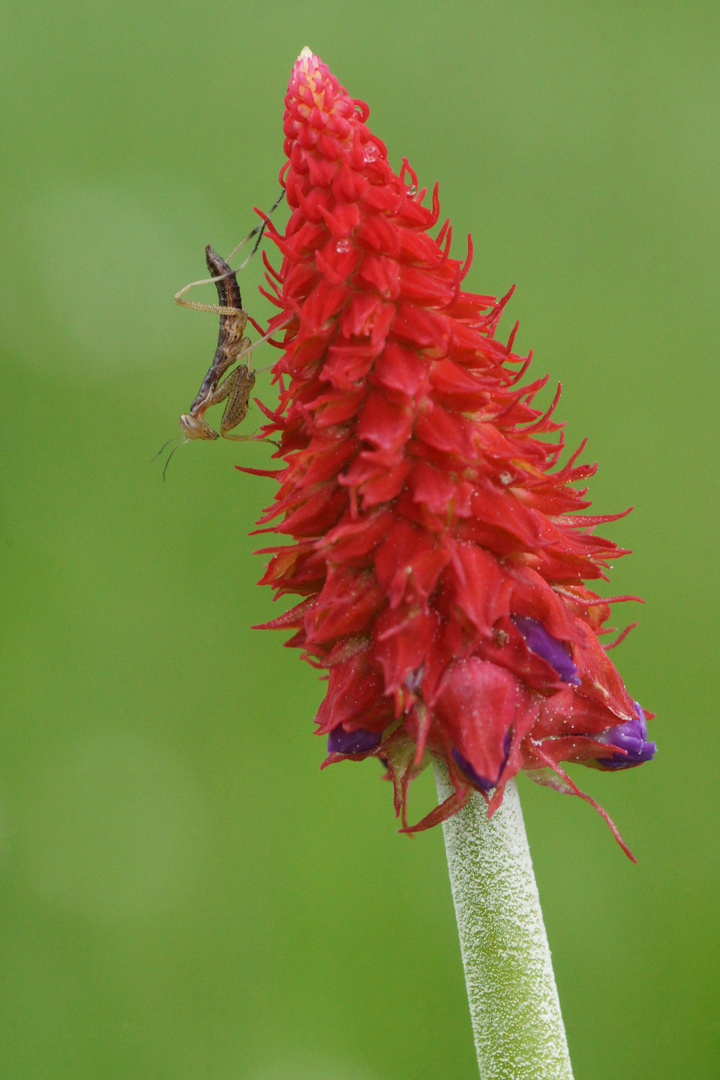 Mantis religiosa