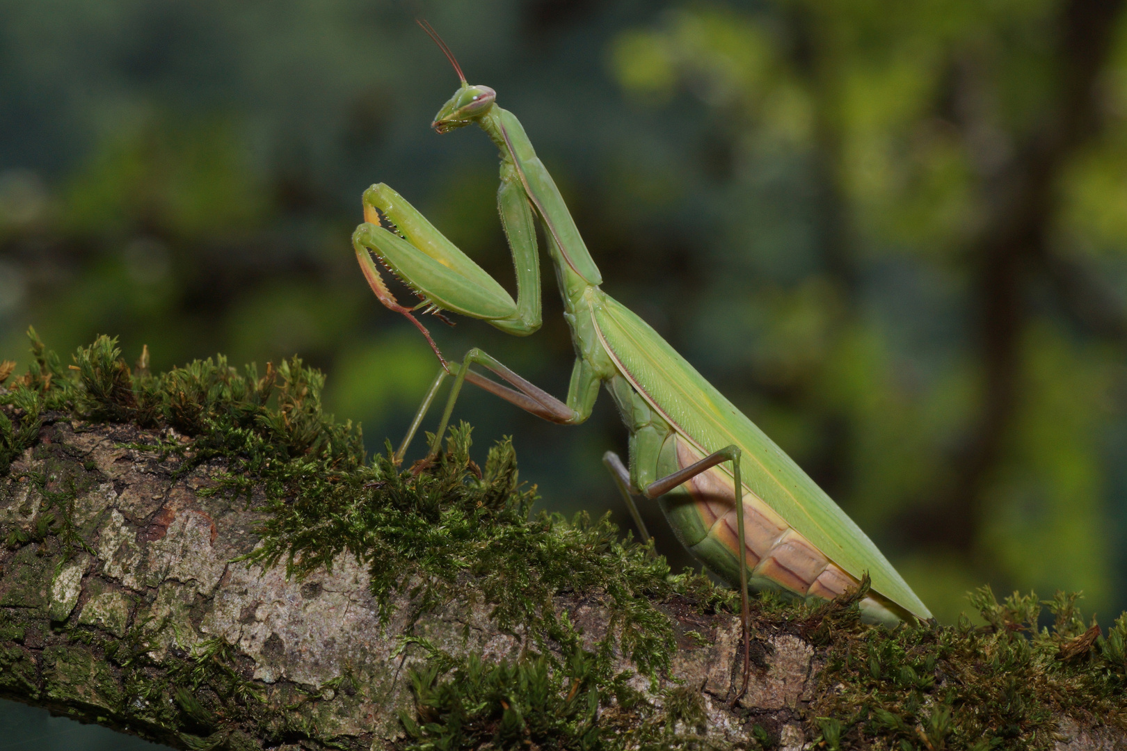 Mantis religiosa