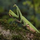 Mantis religiosa