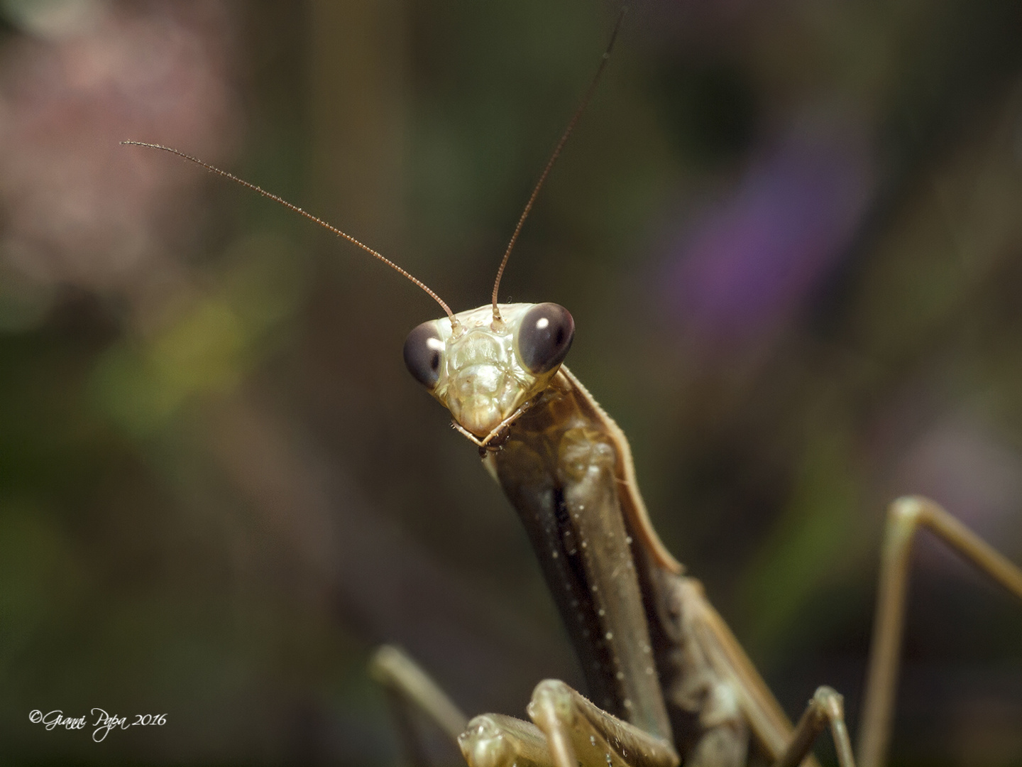 Mantis religiosa