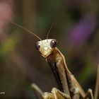 Mantis religiosa