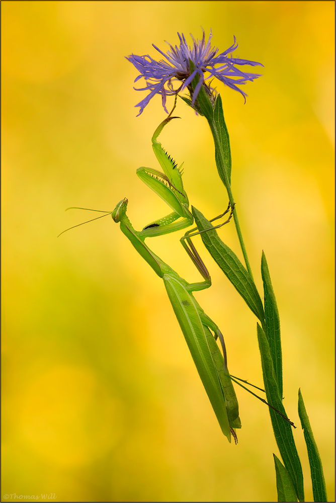 [ Mantis religiosa ]