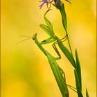 [ Mantis religiosa ]