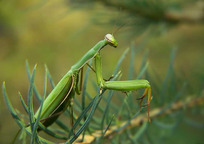 Mantis religiosa again