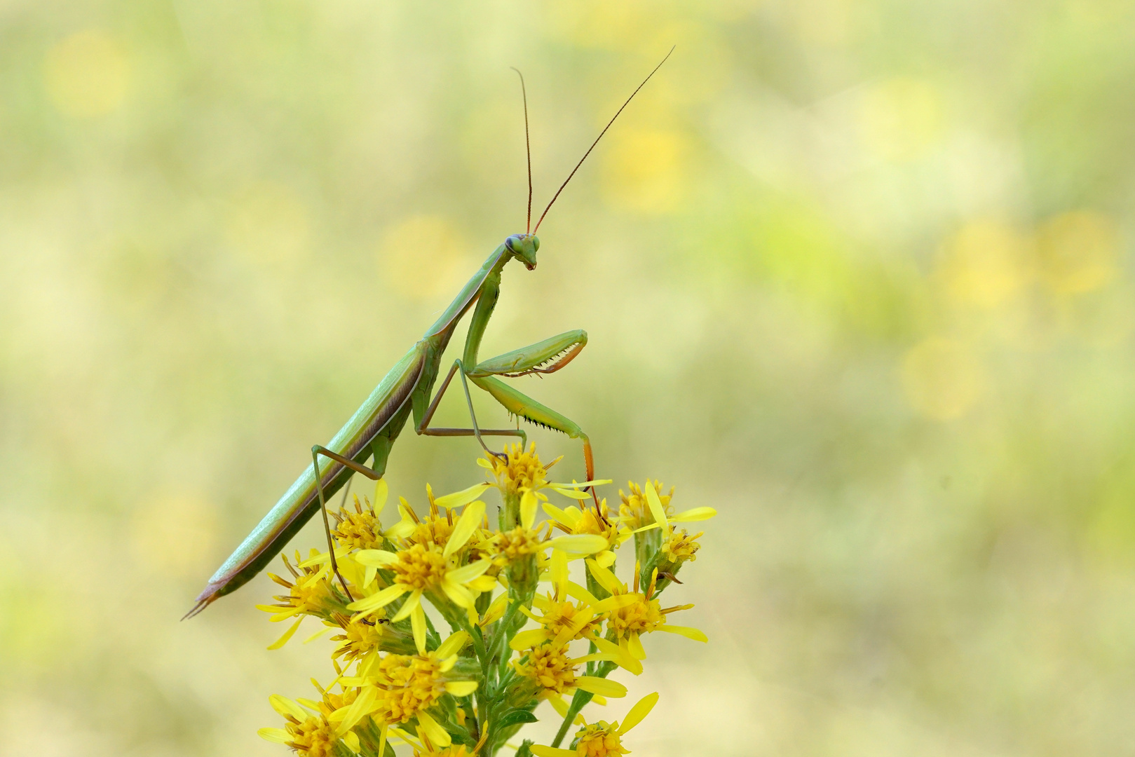 Mantis religiosa am Morgen.