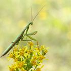 Mantis religiosa am Morgen.