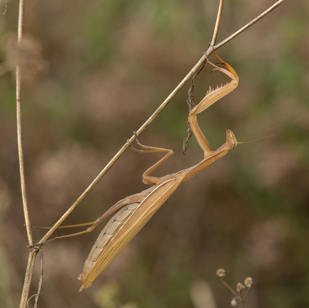 Mantis religiosa - auf der Lauer