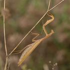 Mantis religiosa - auf der Lauer