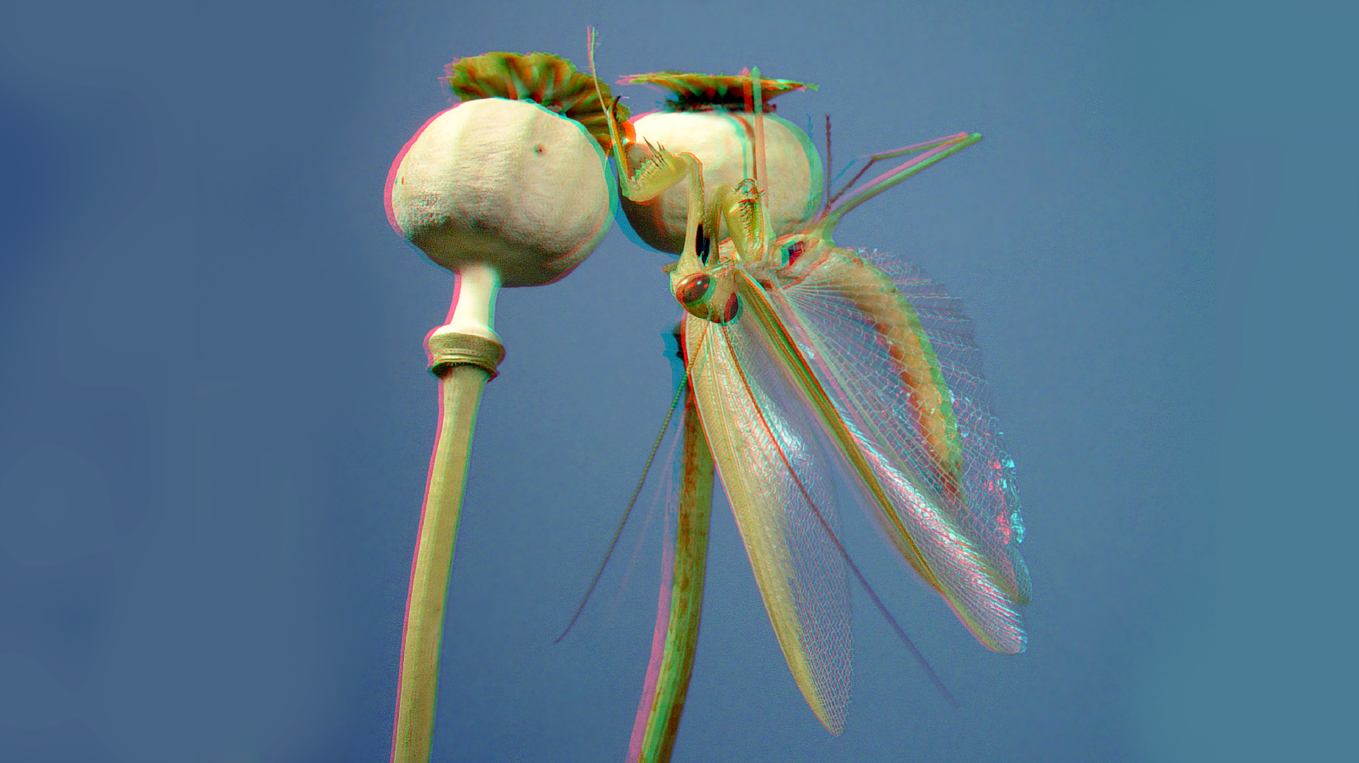 Mantis Religiosa auf Mohn