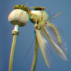 Mantis Religiosa auf Mohn