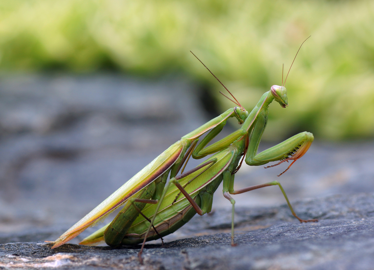 Mantis religiosa  (August 2020)