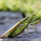 Mantis religiosa  (August 2020)