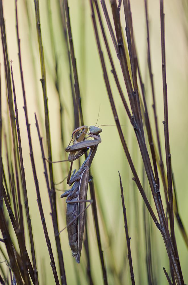 Mantis religiosa aus der Pfalz