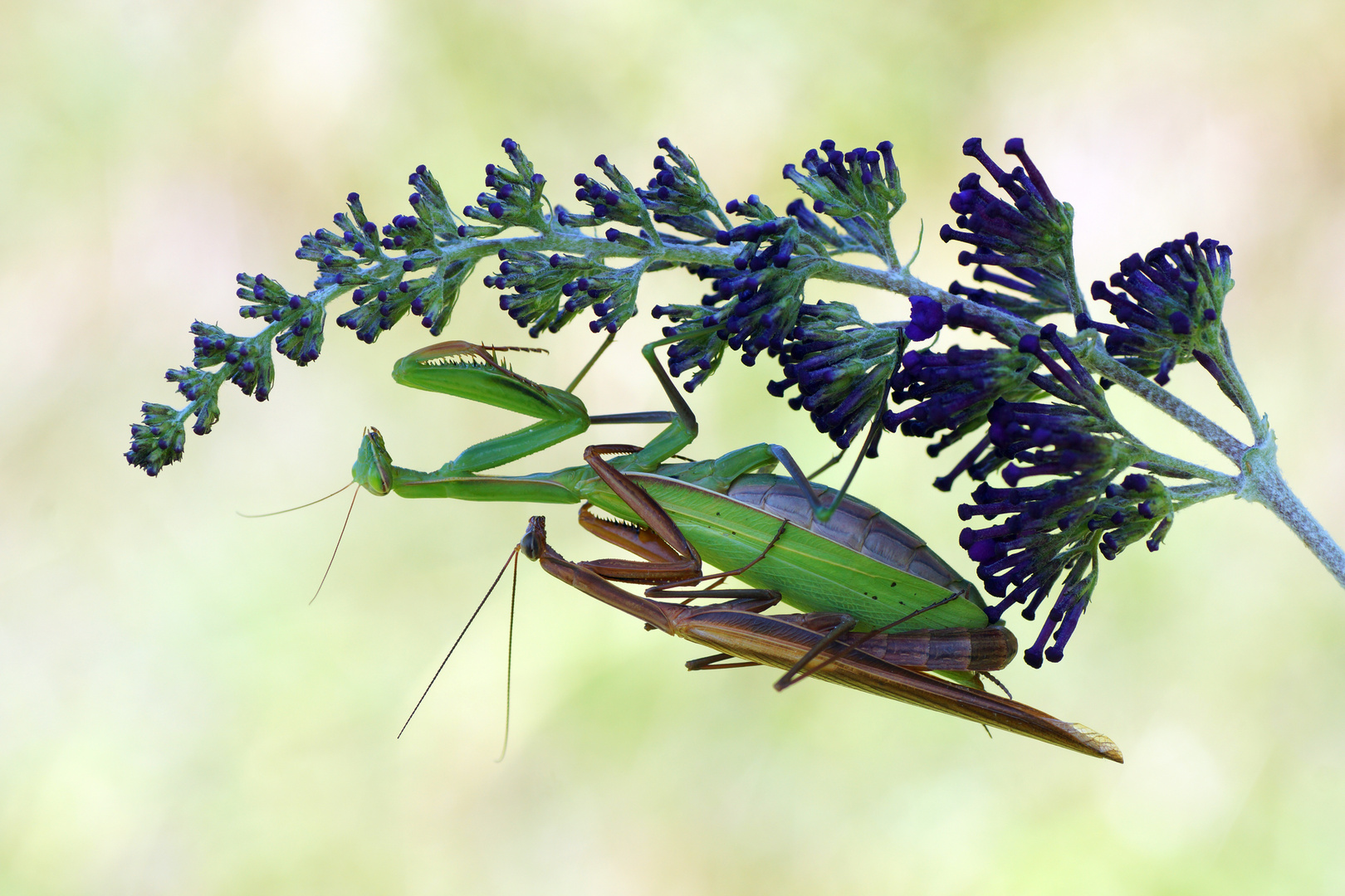 Mantis religiosa