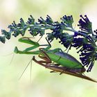 Mantis religiosa