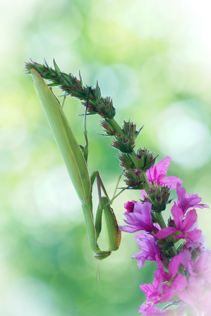 Mantis religiosa