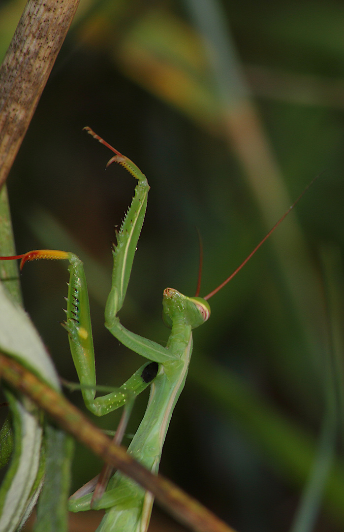 Mantis Religiosa