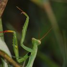 Mantis Religiosa