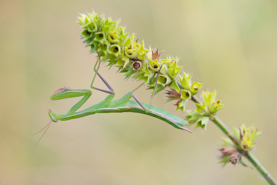 Mantis religiosa