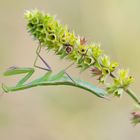 Mantis religiosa