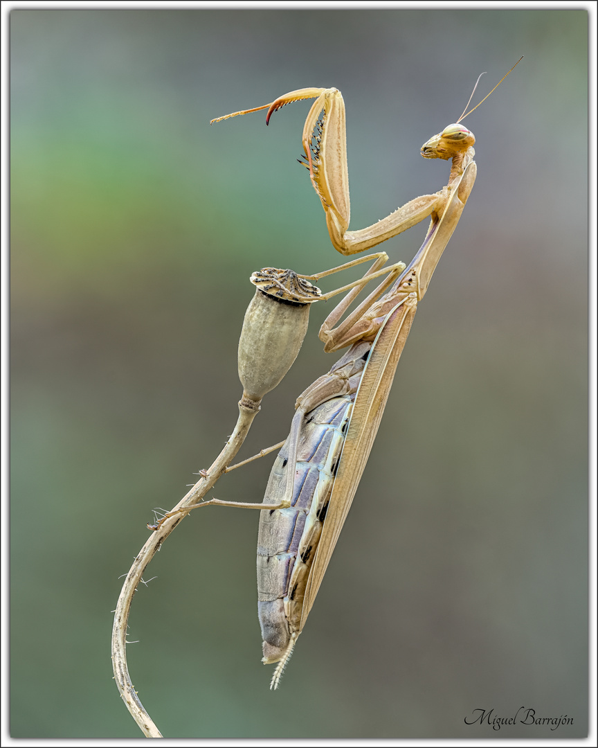 Mantis religiosa