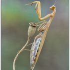 Mantis religiosa