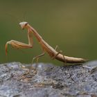 Mantis religiosa