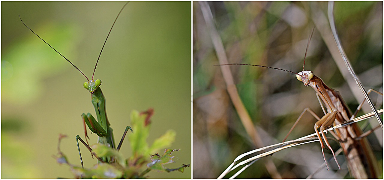 Mantis religiosa 