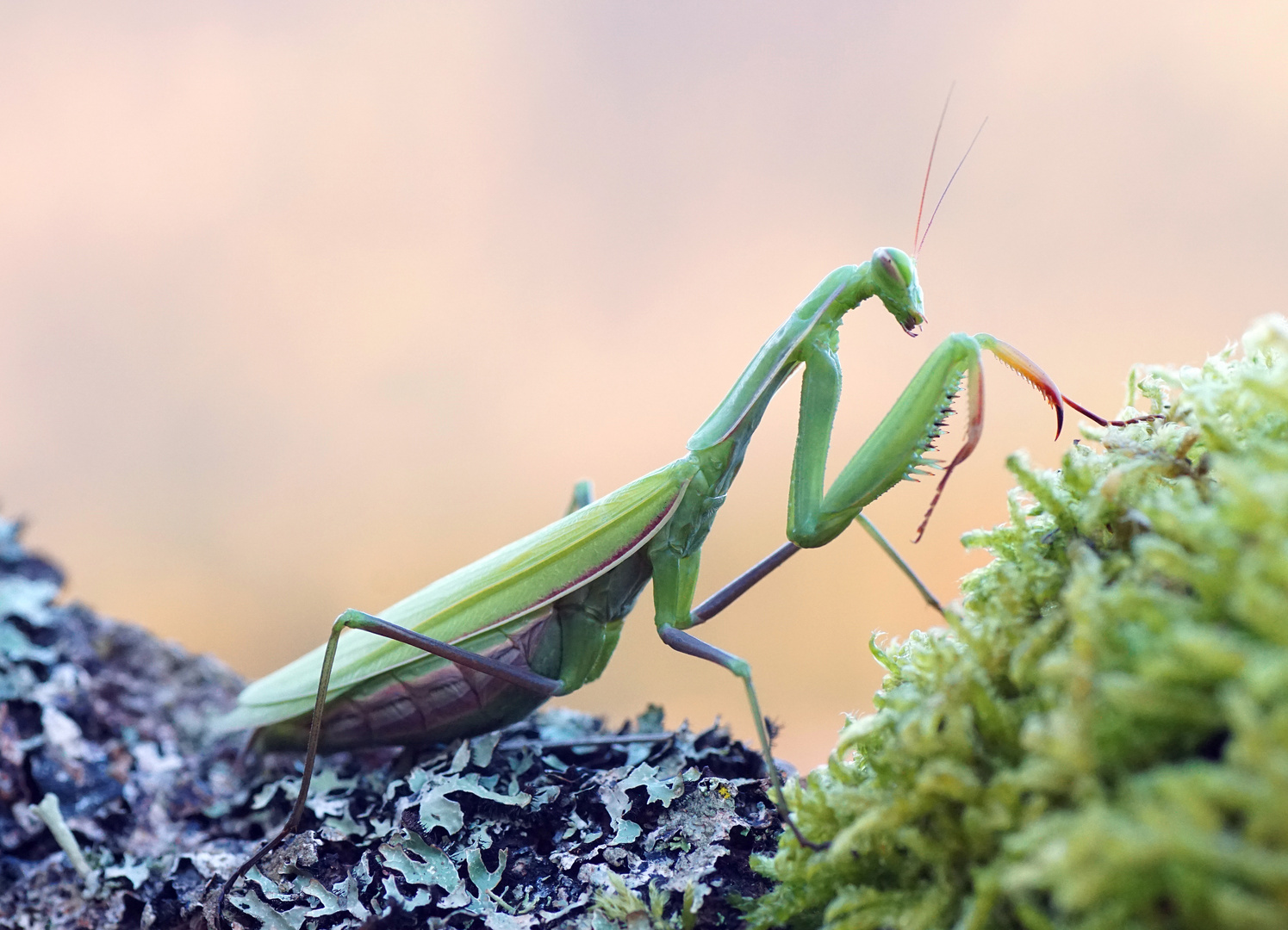 Mantis religiosa