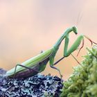 Mantis religiosa