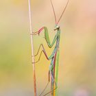 Mantis religiosa