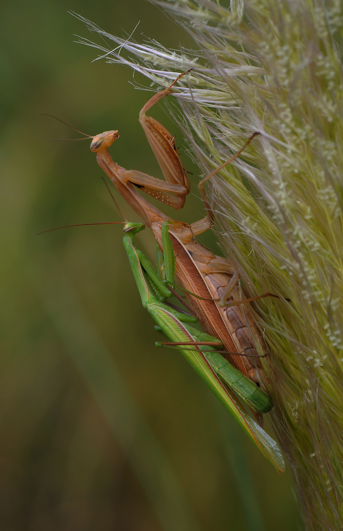 Mantis religiosa