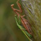 Mantis religiosa