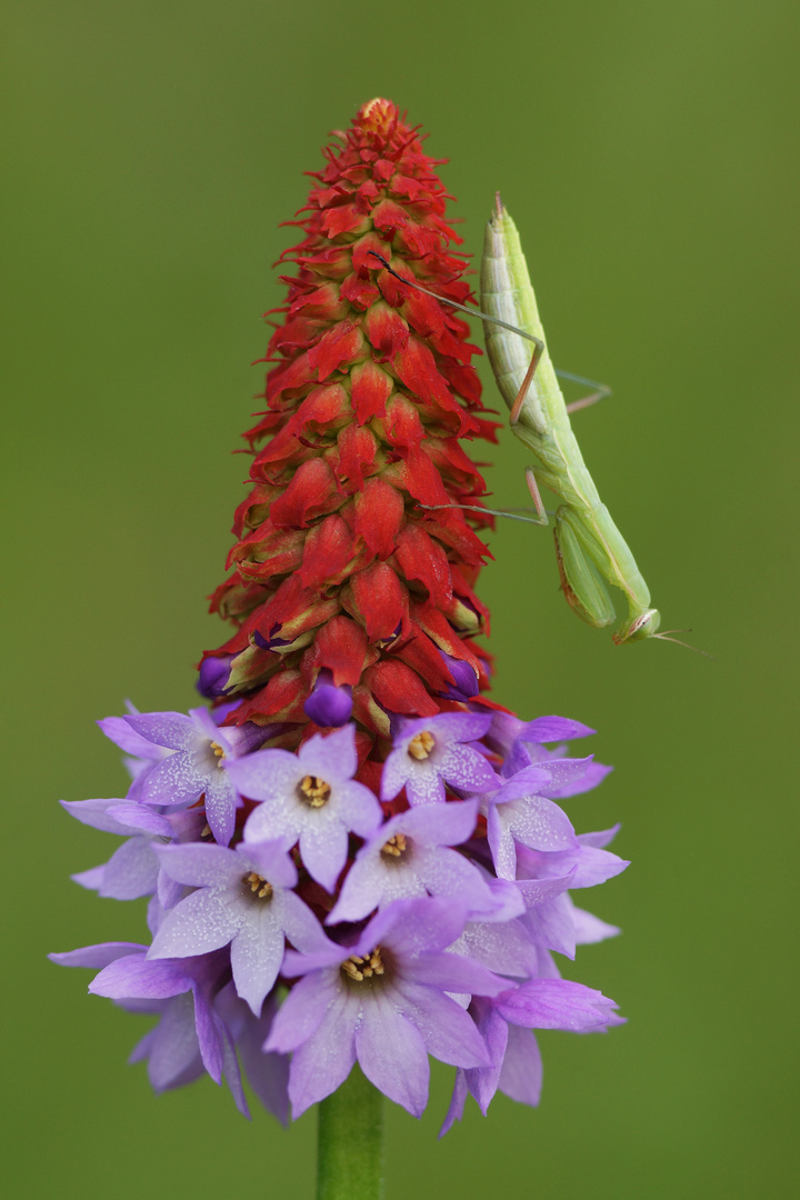 Mantis religiosa