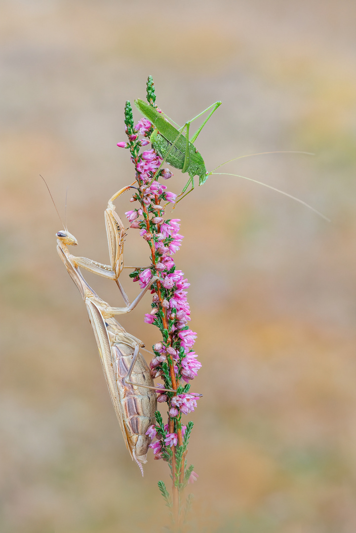 Mantis Religiosa 