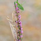 Mantis Religiosa 