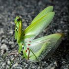 Mantis religiosa