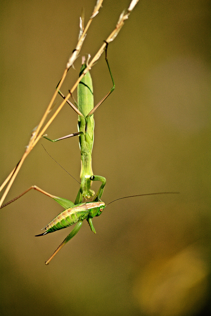 Mantis religiosa beim Verspeisen einer Heuschrecke.