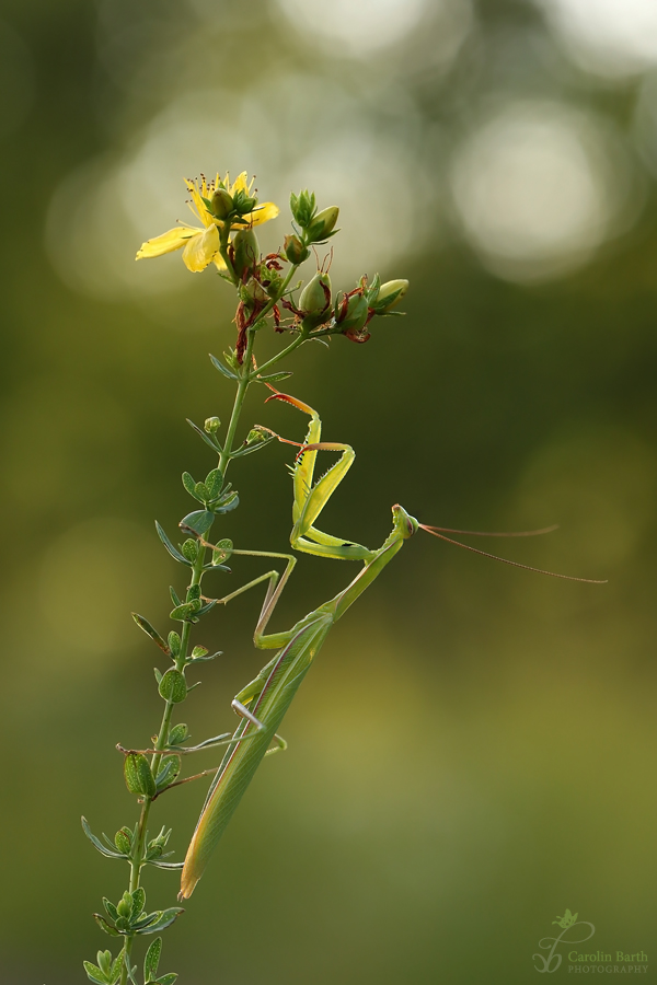 Mantis religiosa