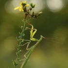 Mantis religiosa